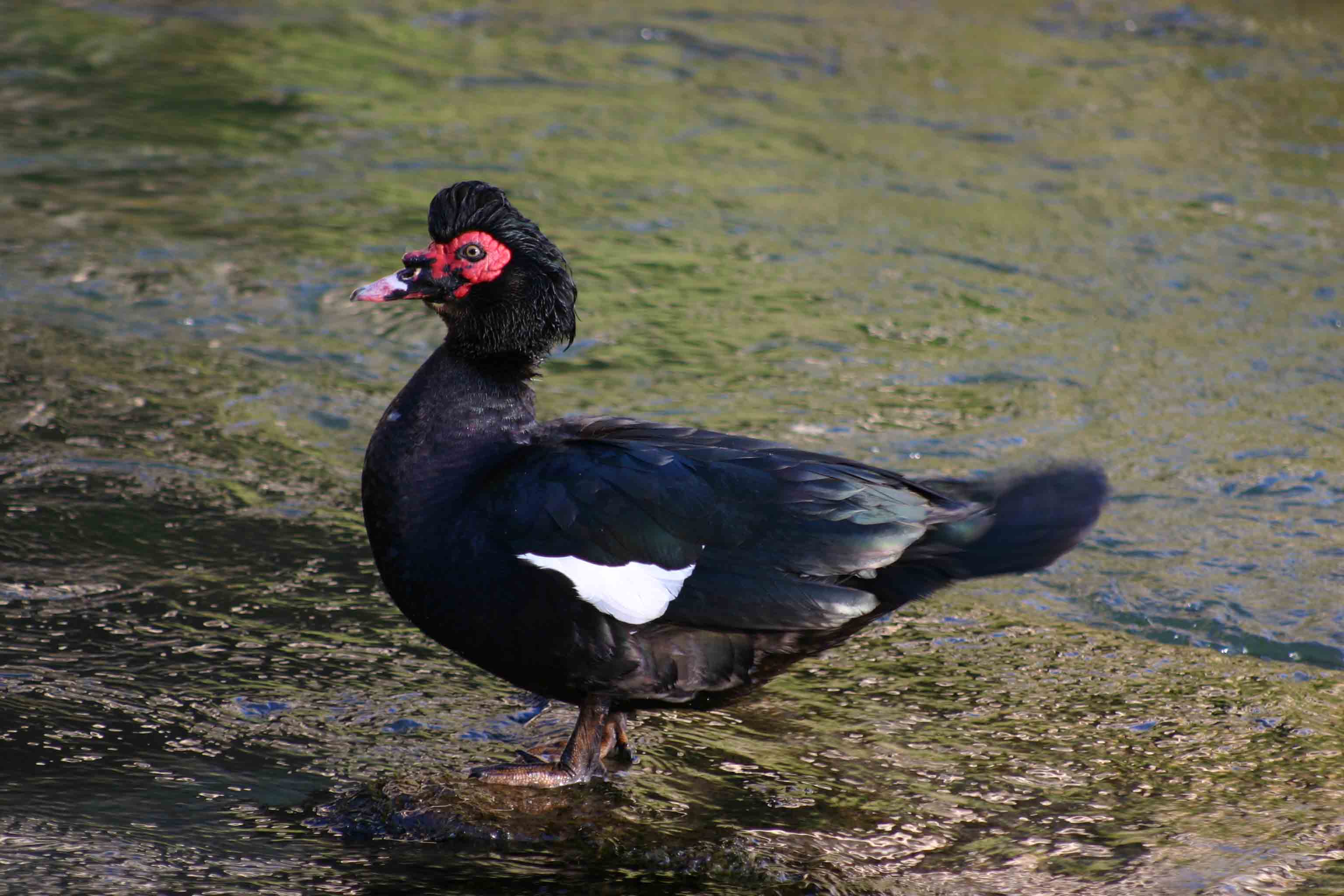 Anatra muta - Cairina moschata